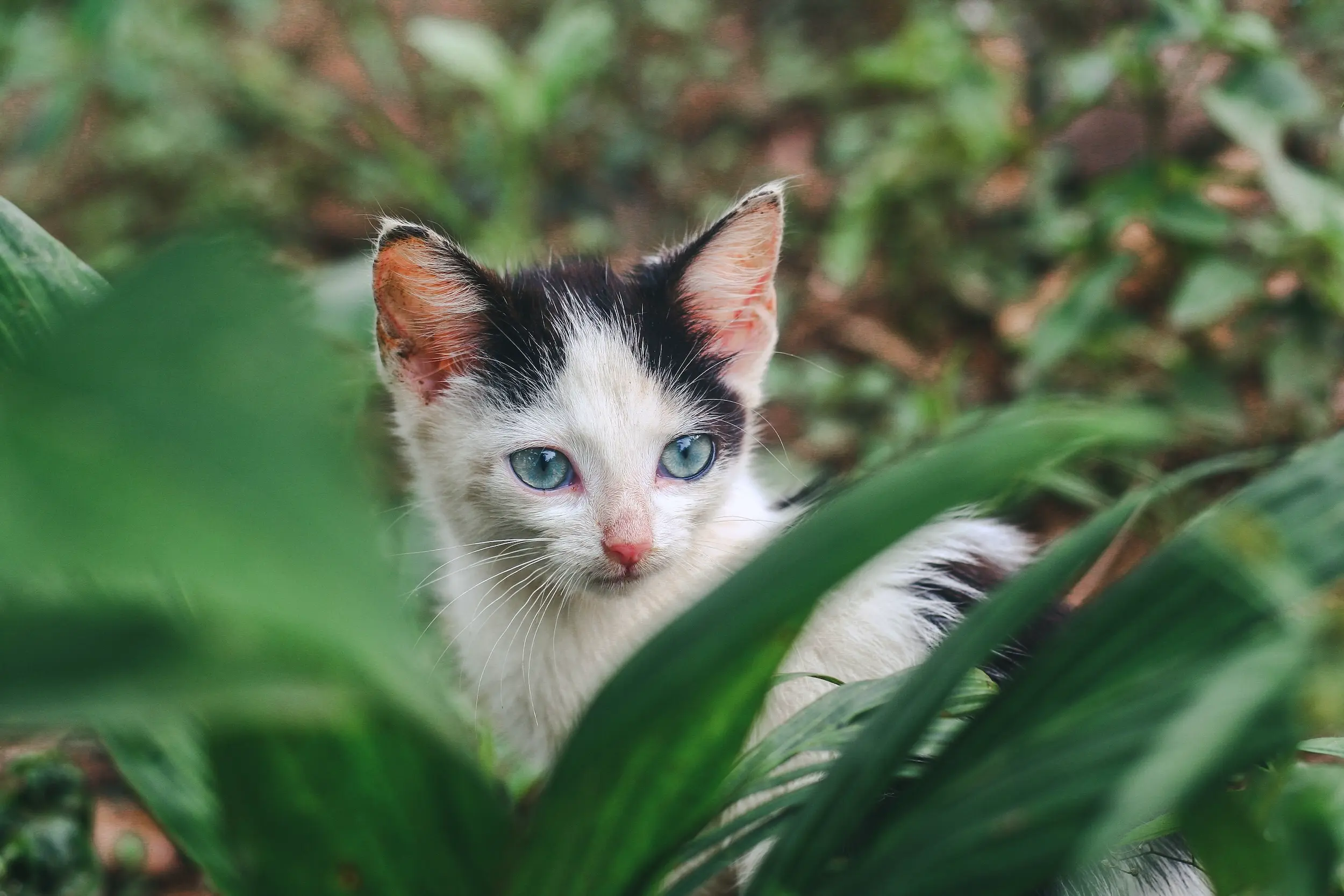 Junge Katze versteckt sich in einem Gebüsch
