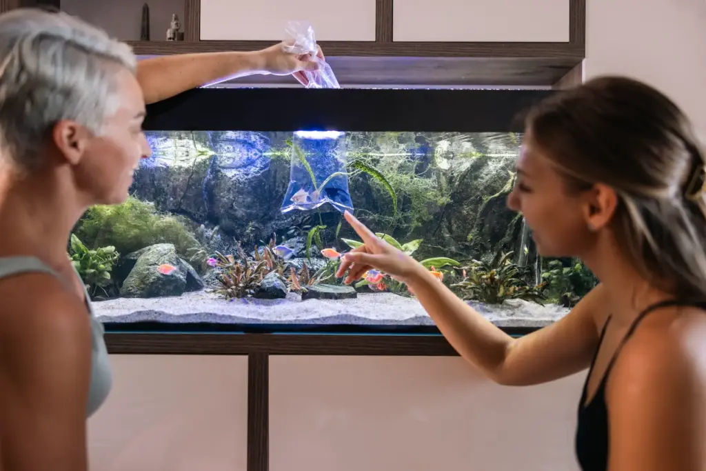 Aquarium im Wohnzimmer. Neue Fische werden von Besitzerin und Tochter ins Wasser gelassen.